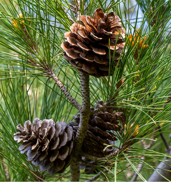 A macro photo of pinecones.