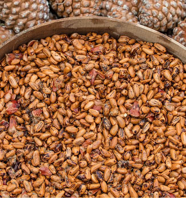 A closeup photo of pinecone seeds.