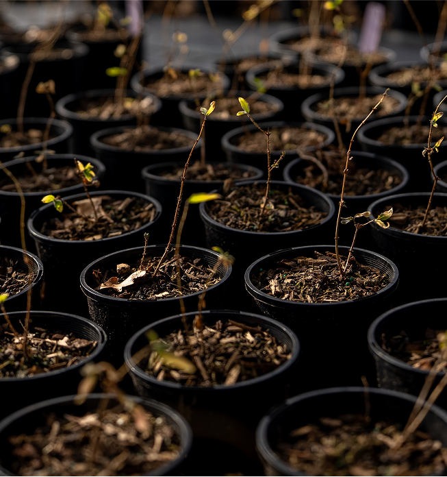 A close up photo of potted pine tree seedlings.