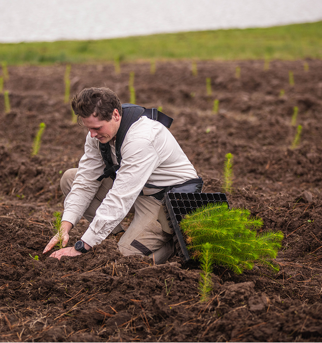 A Yeowarra employee planting baby pine trees in soil.