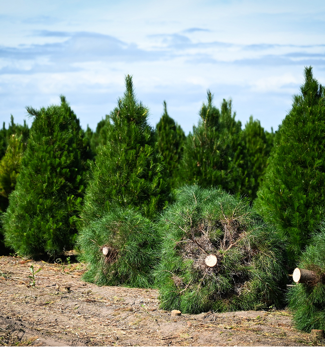 A row of freshly cut pine trees.