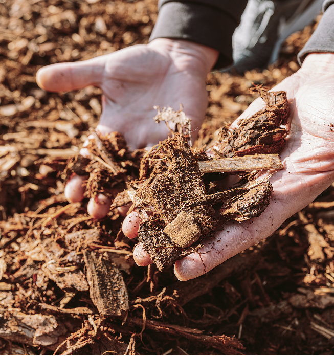 Two hands holding fresh pine tree mulch.