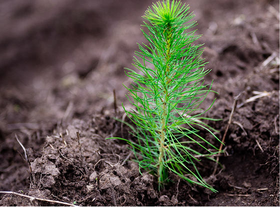 A bright green, baby pine tree growing in soil.