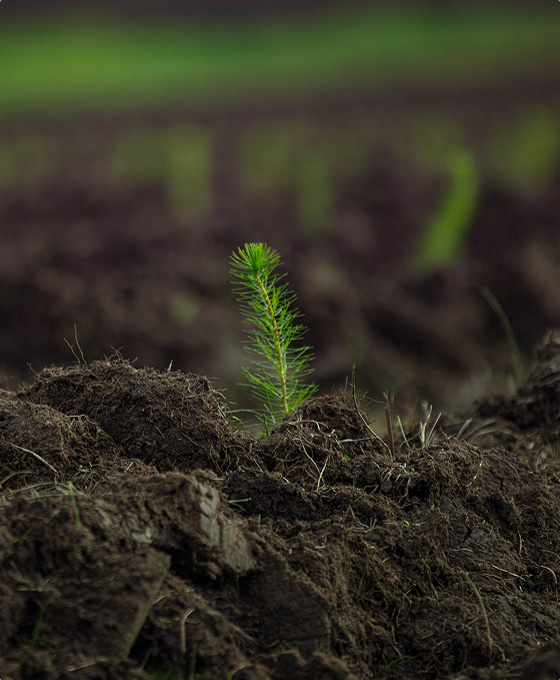 A macro photo of a young pine tree growing in rich brown soil.
