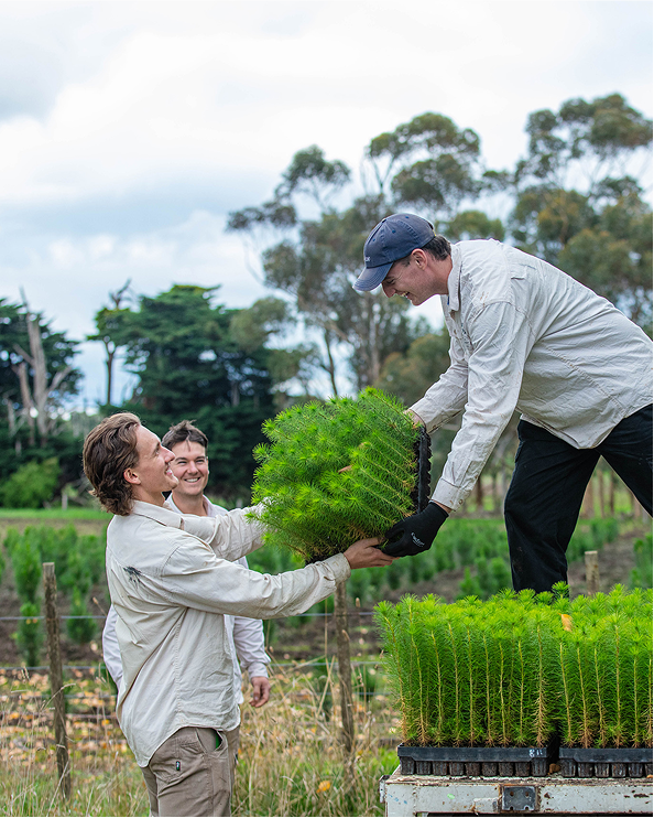 Yeowarra employee unloading punnets of baby pine trees from a ute to co-workers at the Christmas tree farm