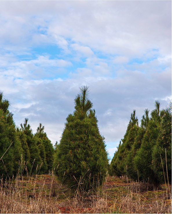 Rows of real Christmas Trees.