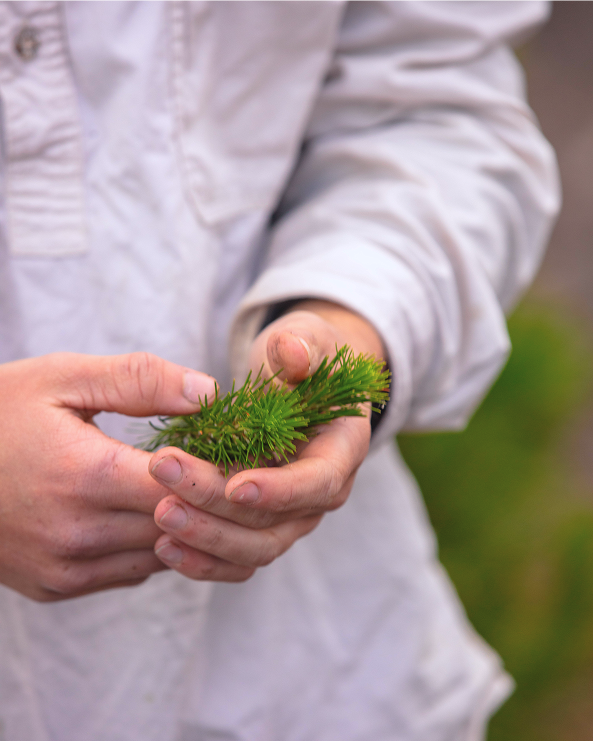 A closeup of a farm employee gently holding sprigs of pine.