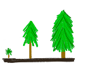 Pine tree illustration