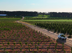 A landscape drone photo of a new pine plantation on Yeowarra. A white ute drives down the road on the right hand side.