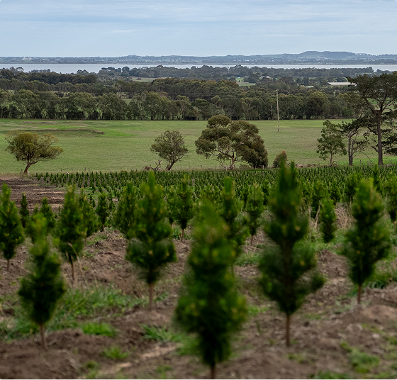 A landscape of Yeowarra farm, with small pine trees in the foreground and lush greenery in the background.