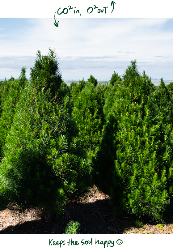 Lush, green pine trees growing at Yeowarra on a sunny day. It is annotated with decorative illustrations.