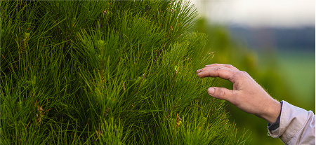 A hand gently brushing the pine needles of a tree.