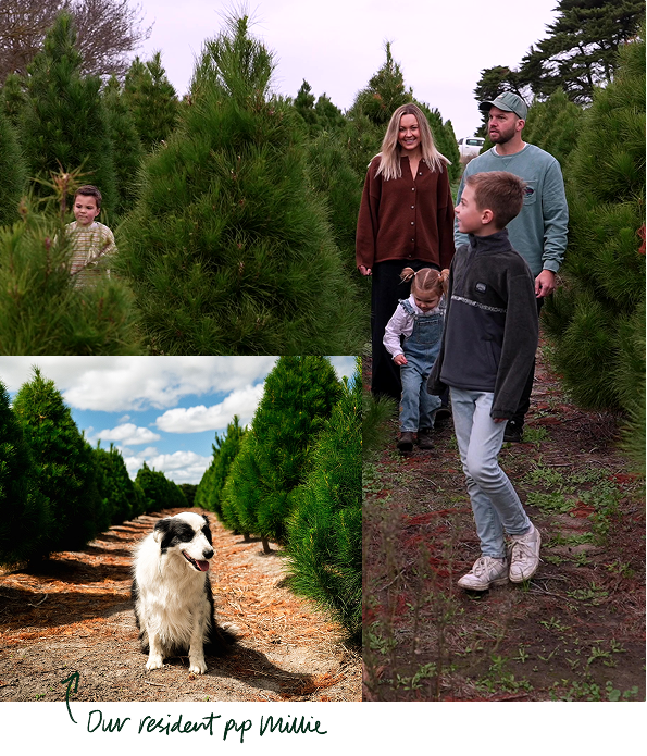 A young family picking out a Christmas tree at Yeowarra farm.