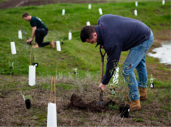 Two males planting native trees on Yeowarra farmland.