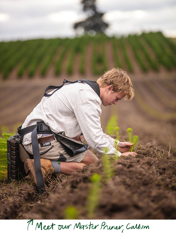 Yeowarra’s Master Pruner, Callum gently planting pine tree seedlings in the soil.