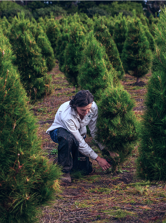 A Yeowarra employee crouches while pruning a small pine tree on the farm.