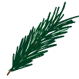 Illustration of a pine tree branch