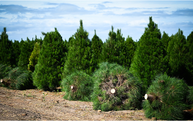 Freshly cut pine trees on Yeowarra farm.