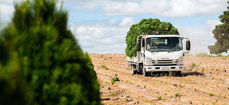 A white truck full of harvested pine trees drives on the farm.