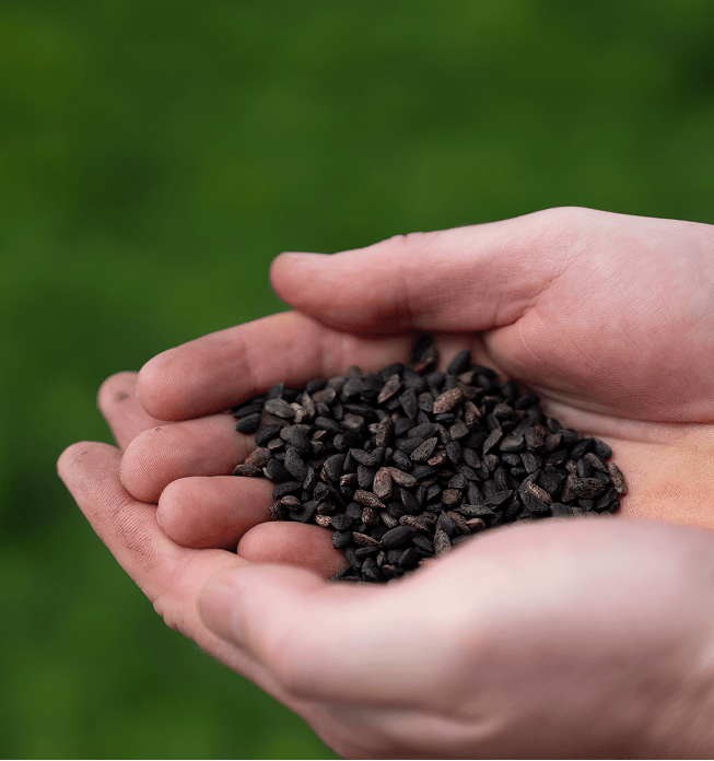 A closeup photo of pinecone seeds.